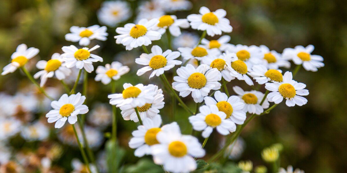 День семьи, любви и верности 2025: когда отмечают, история и традиции праздника