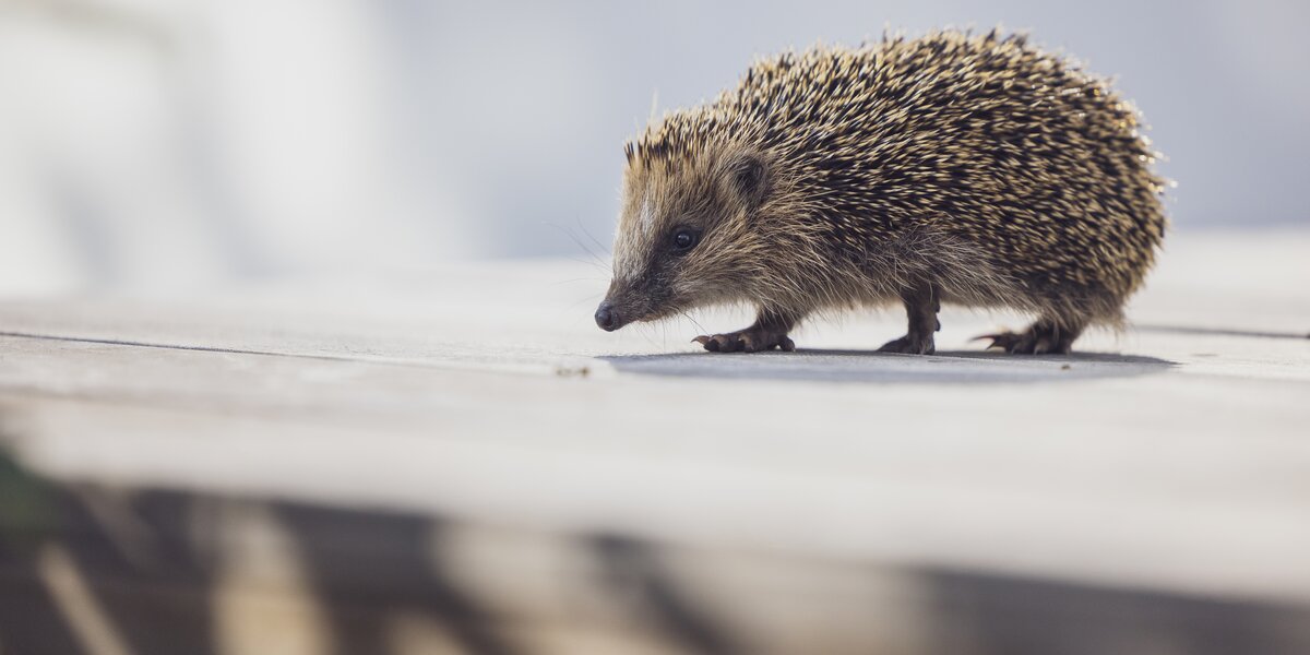 Белогрудые ежи проснулись в Московском зоопарке
