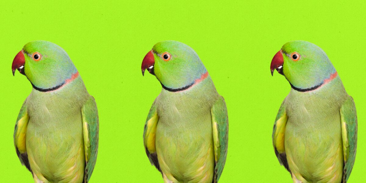 Кролики, какаду и капибары: 5 антикафе с животными