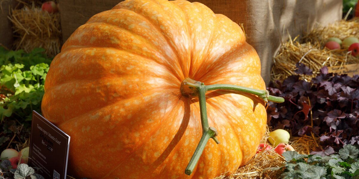 «Аптекарский огород»: шоу резьбы по тыквам-гигантам пройдет в ботсаде 17 и 18 октября