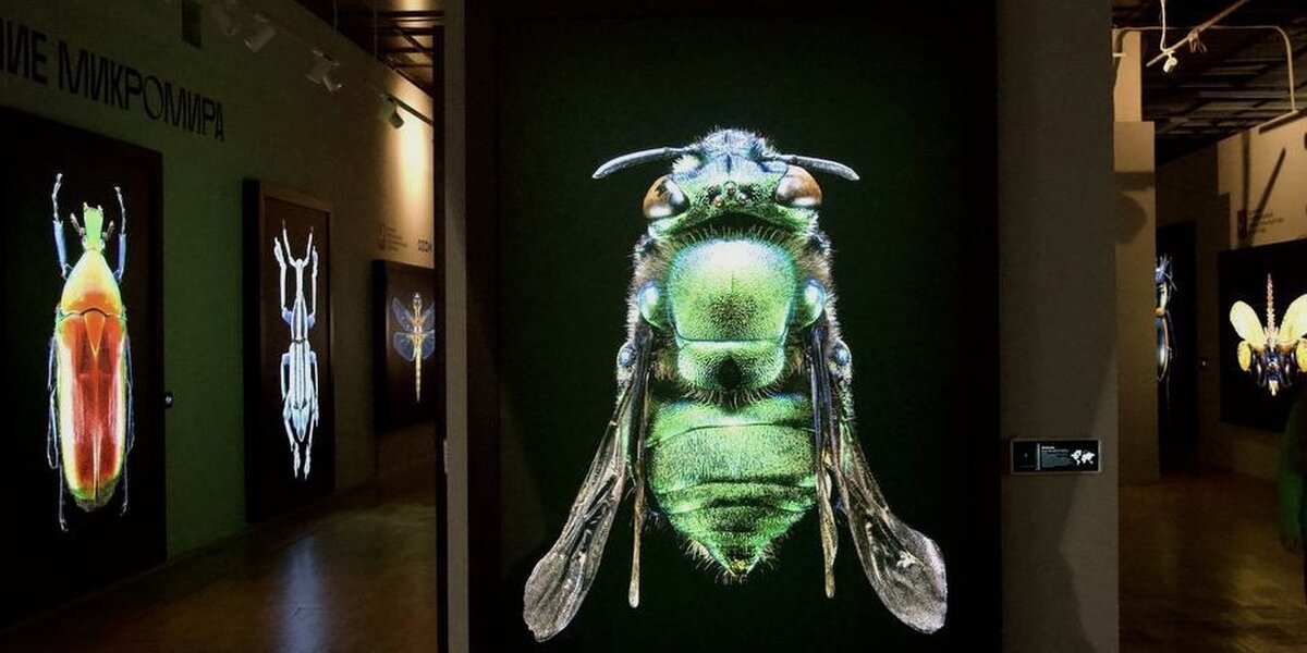 Международный фестиваль дикой природы «Золотая Черепаха» пройдет в Москве