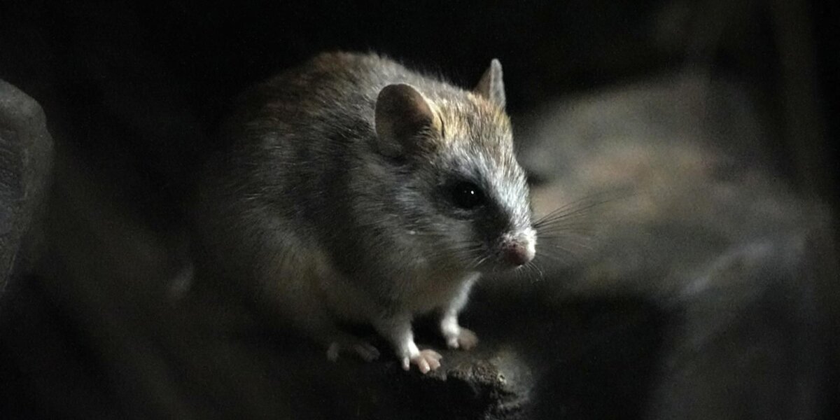 В Московском зоопарке поселились акациевые крысы. Посмотрите видео