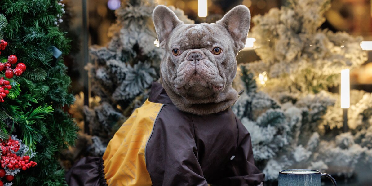 Посмотрите, как утеплились собаки в Москве к заморозкам