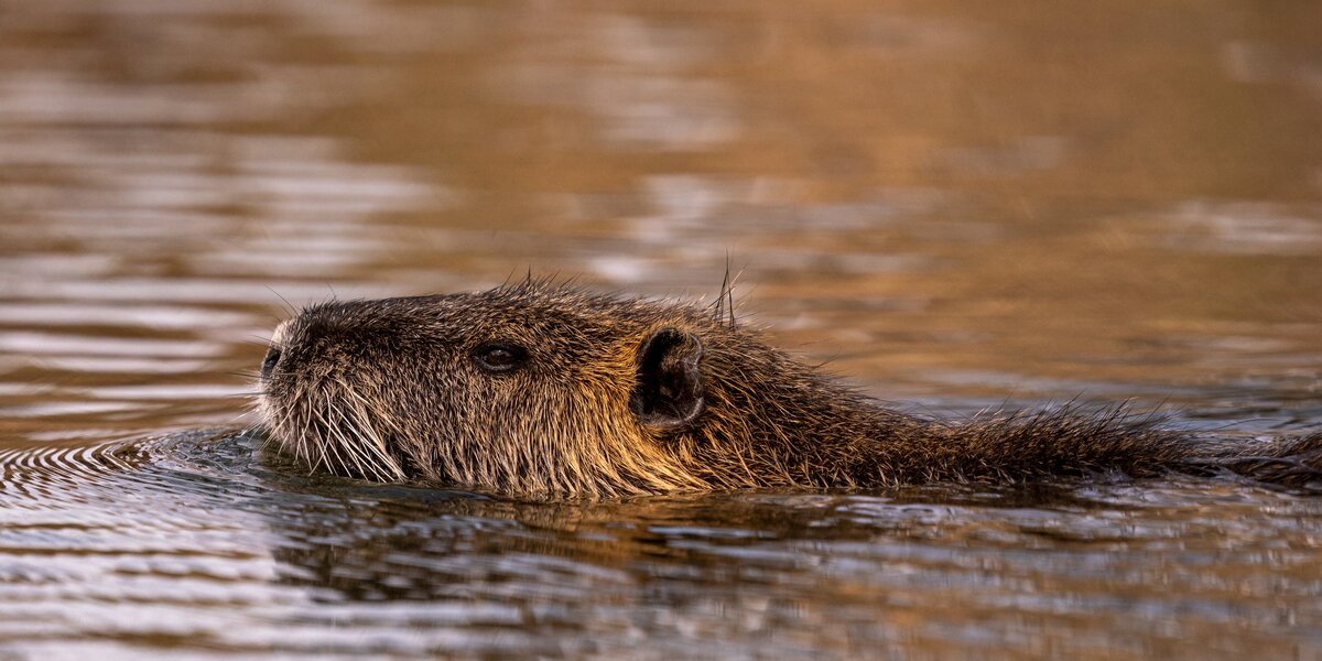 ВДНХ в Москве: две новые нутрии появились на «Городской ферме»