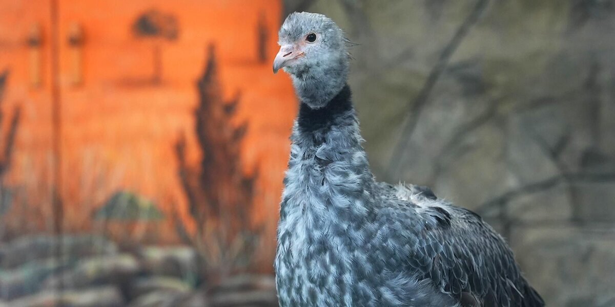 В Московском зоопарке поселились хохлатые паламедеи