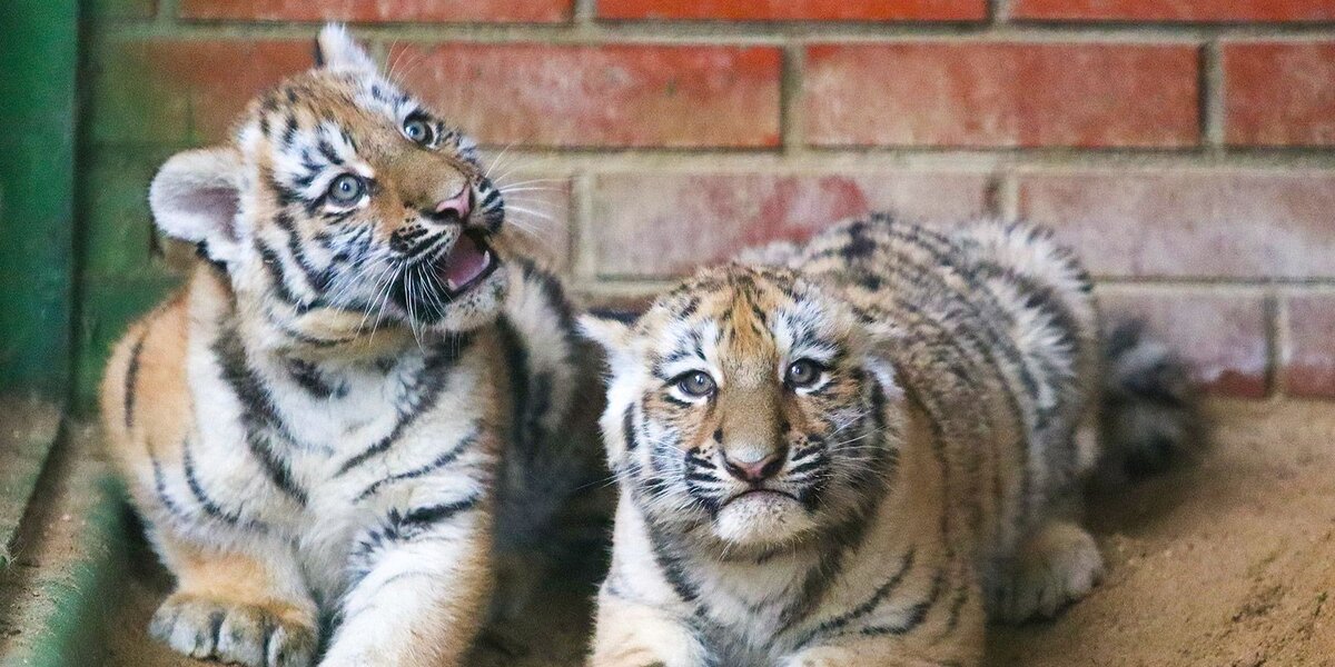 В Московском зоопарке родились два амурских тигренка. Посмотрите видео с малышами