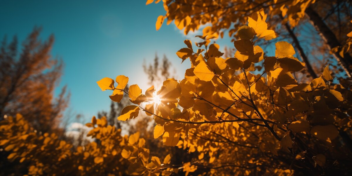 Бабье лето — 2025: когда начинается в Москве