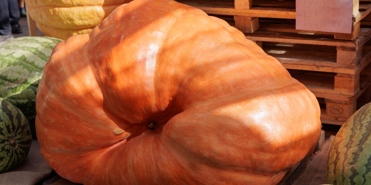 Гигантские овощи и тыква под тонну: в «Аптекарском огороде» открылась выставка с огромным урожаем