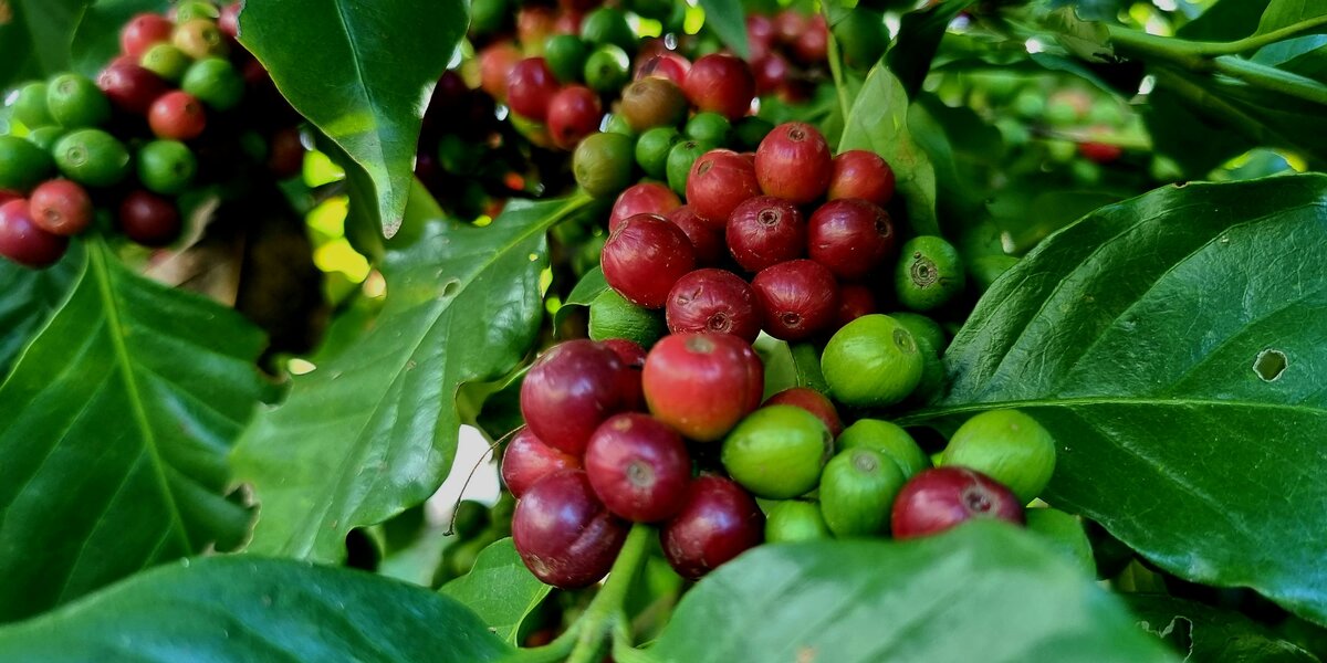Всемирный день кофе отметят в «Аптекарском огороде»