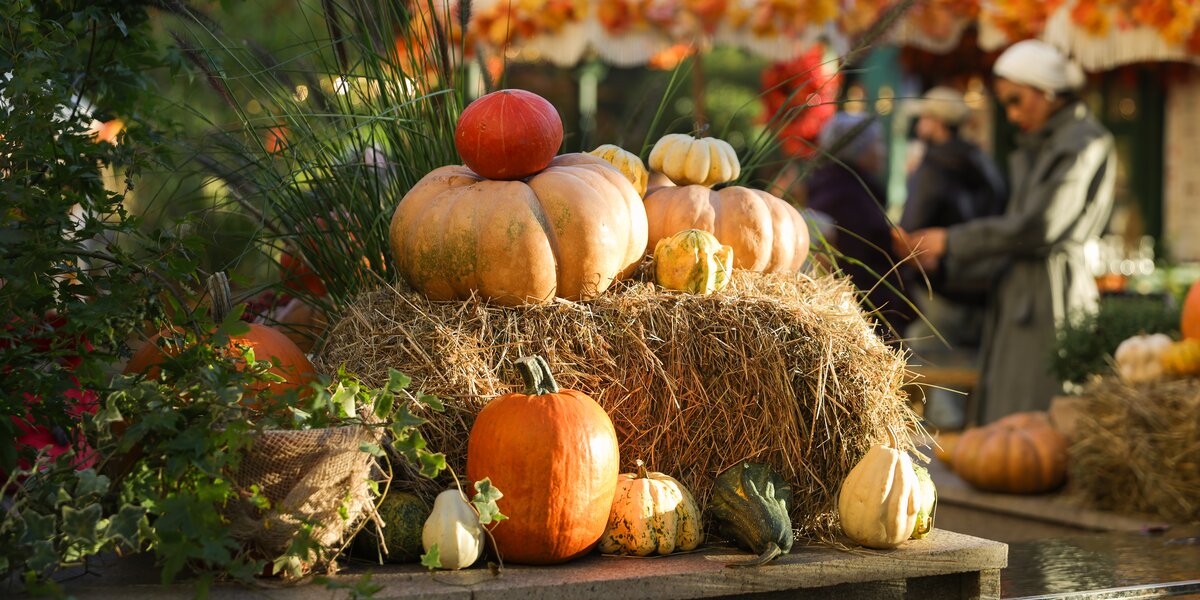 Золотая осень — 2025 в Москве: посмотрите, как украсили Манежную площадь