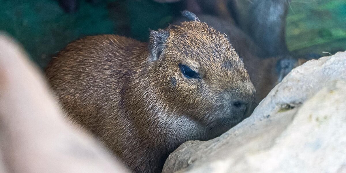 В Московском зоопарке родились детеныши капибары