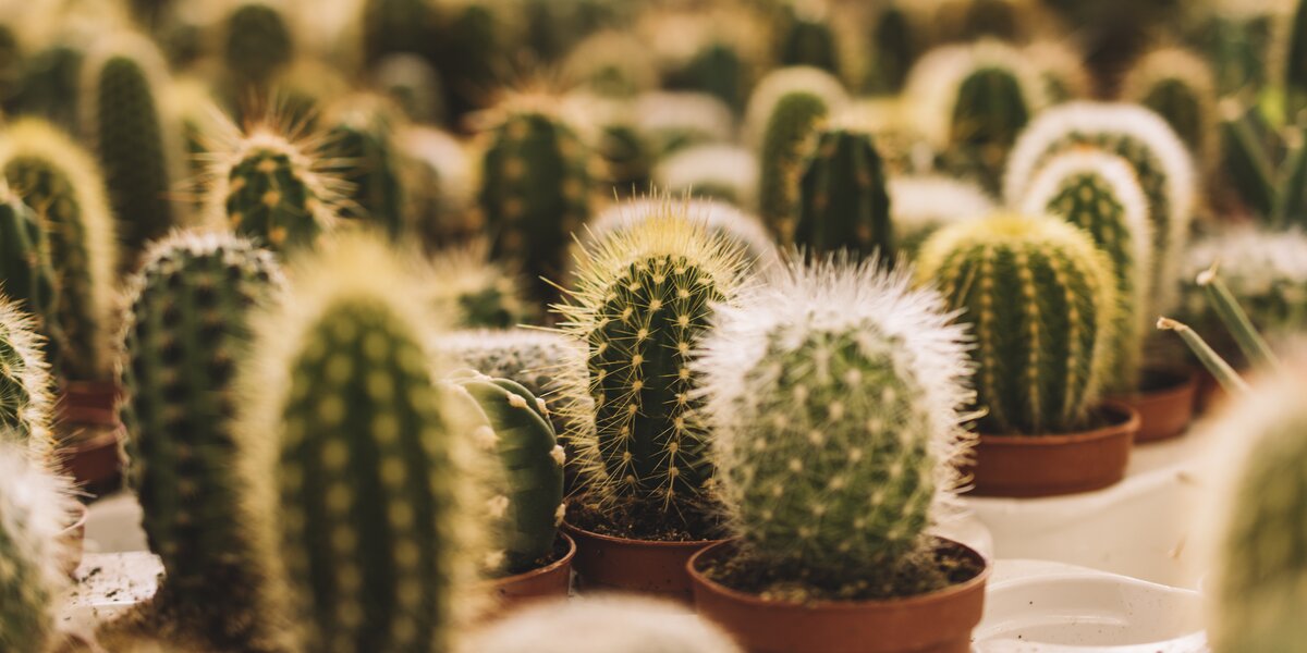 «Аптекарский огород»: выставка кактусов и суккулентов пройдет в саду с 1 по 9 ноября