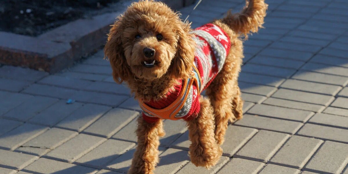 Посмотрите, как собаки встречают солнечную весну в Москве