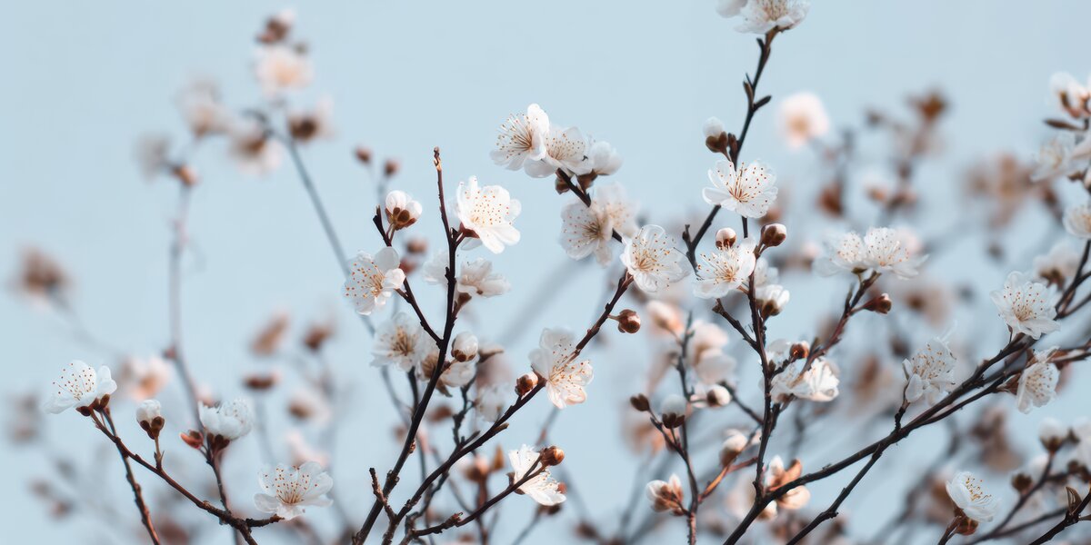 Что сейчас цветет: в «Аптекарском огороде» распустилась редкая церазолуизеания