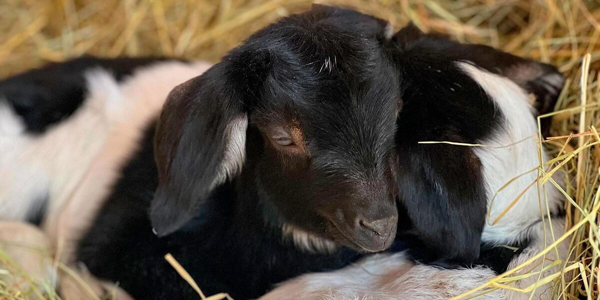 Двое козлят родились на «Городской ферме» на ВДНХ