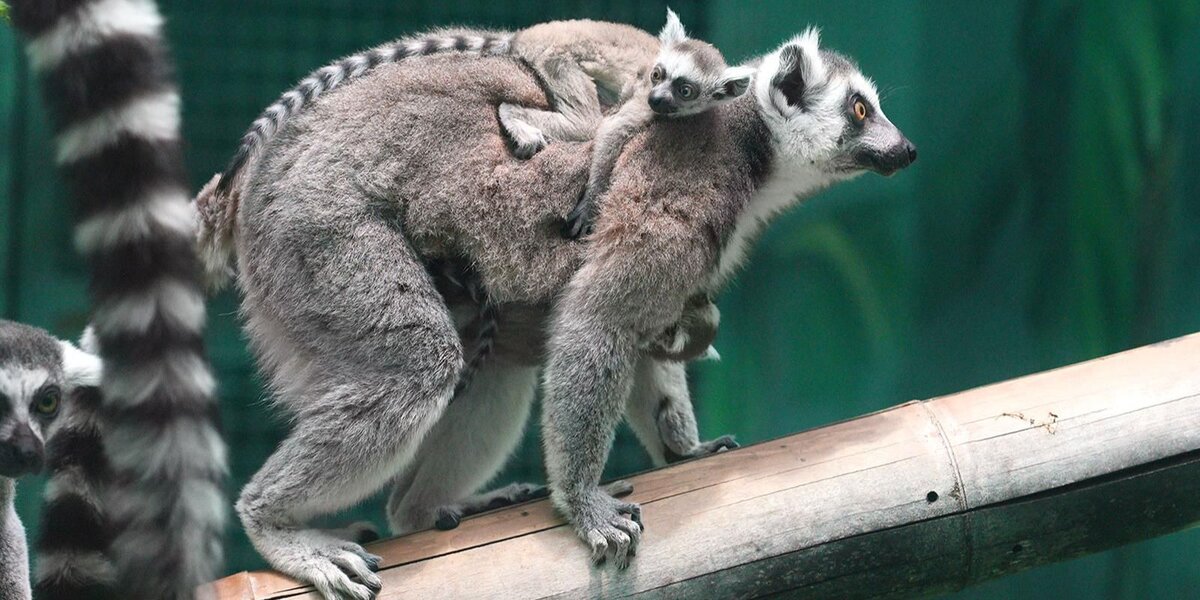 Кошачьи лемуры и кудрявые пеликаны родились в Московском зоопарке