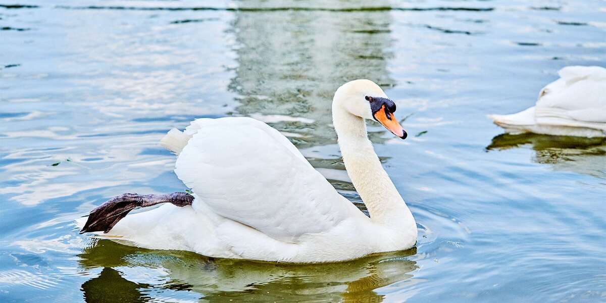 Лебеди в Москве: белоснежные птицы вернулись после зимовки на водоемы в парках