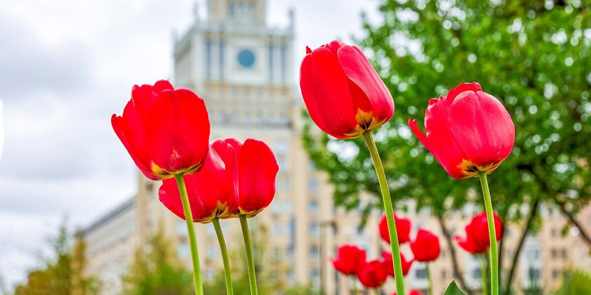 1 мая: праздник в 2026 году, суть Первого мая, Праздник весны и труда