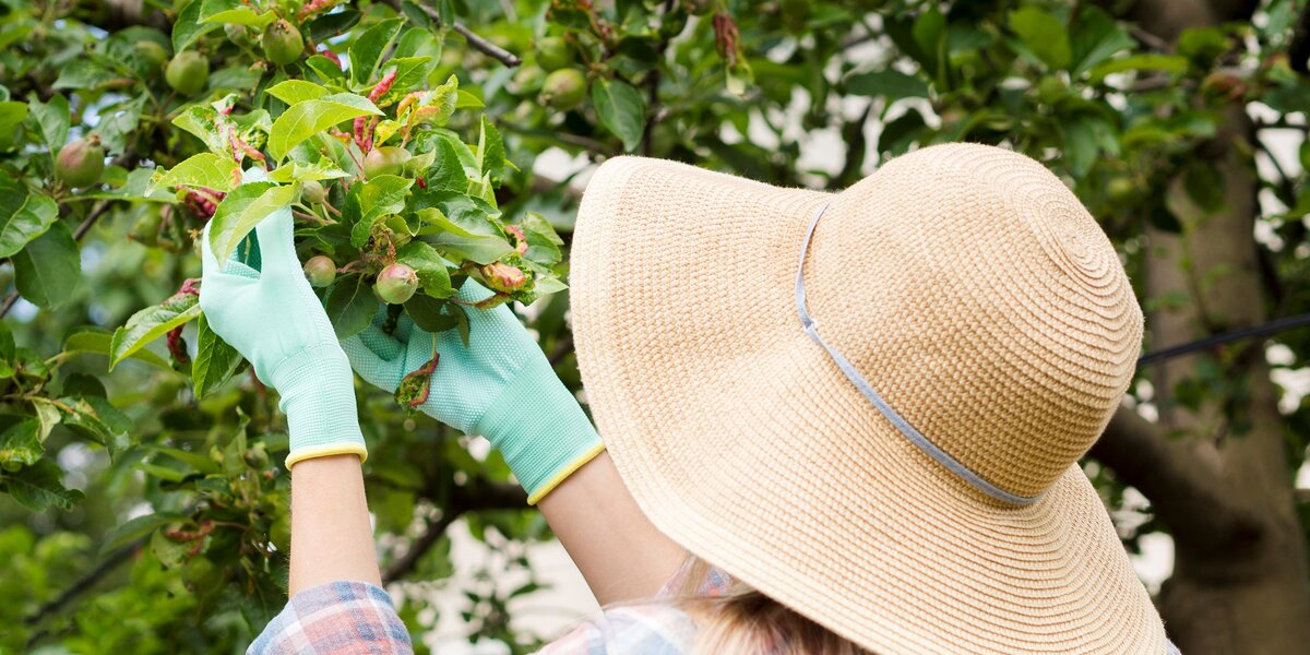 Лунный календарь садовода 2026: благоприятные дни для посева, сроки