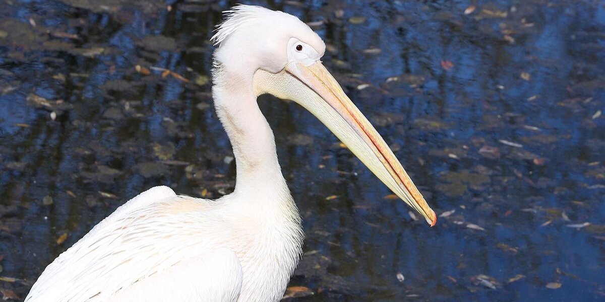 В Московском зоопарке поселились четыре редкие птицы
