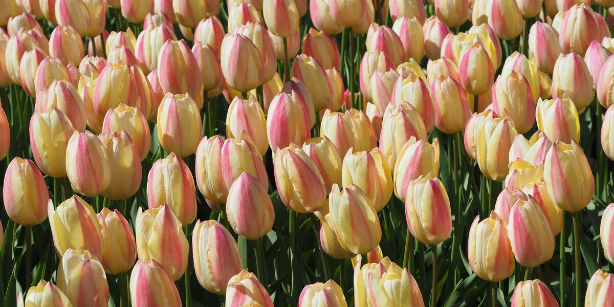 Аптекарский огород продлил «Репетицию весны» и празднование Китайского Нового года