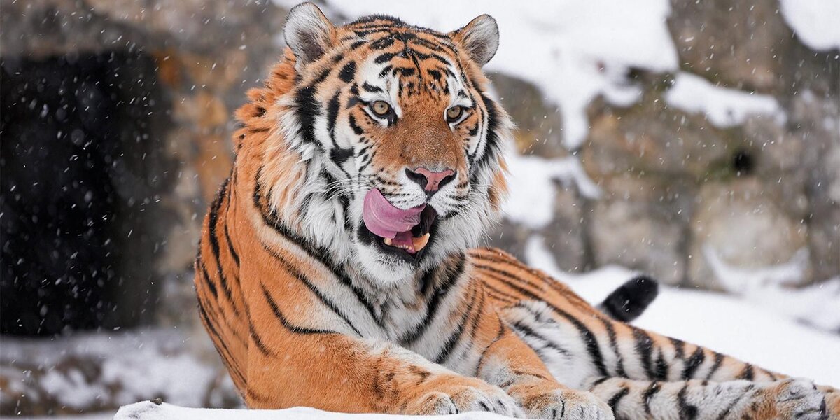 Куда сходить с детьми: до 8 марта в Московском зоопарке проходит неделя кошек