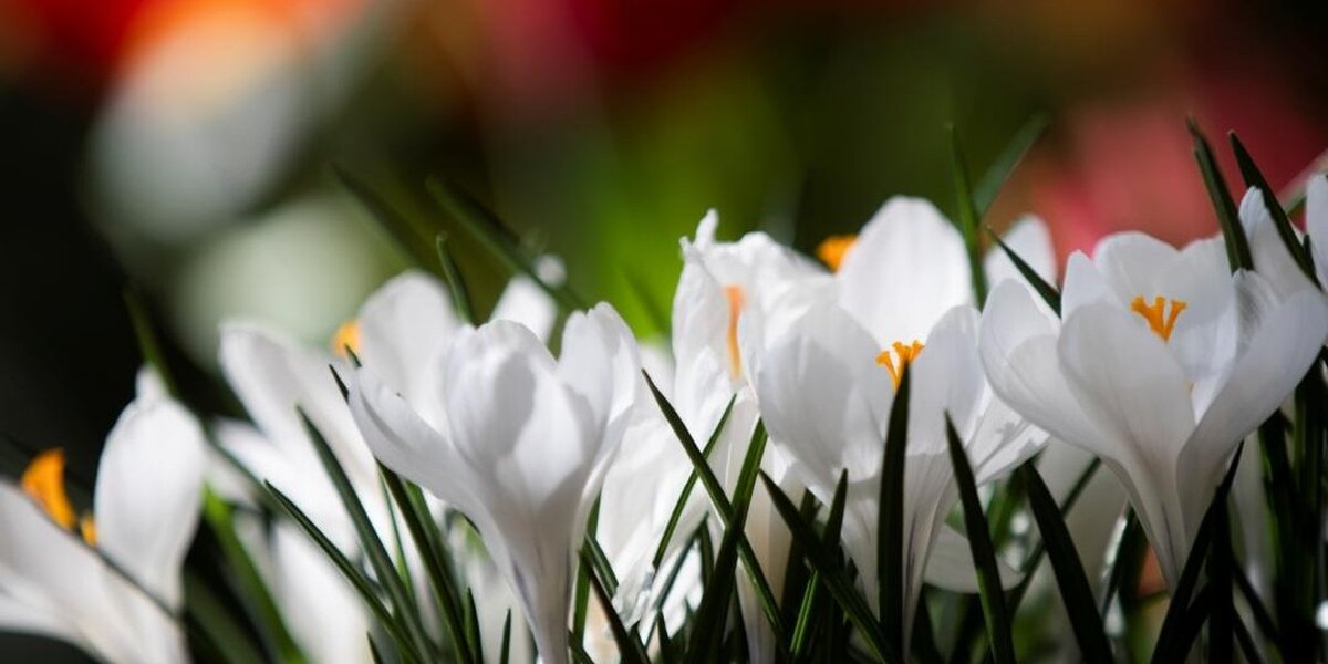 Новая выставка «Весна в царицынских оранжереях» открылась в Москве