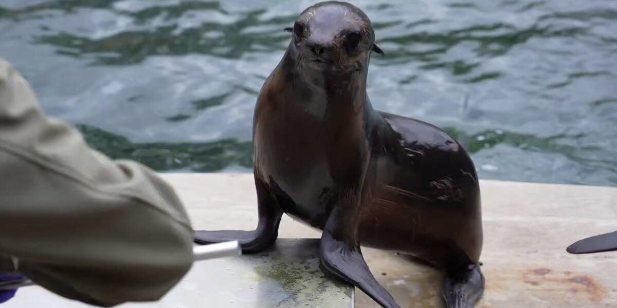 Морской котик Снарк вернулся в открытый бассейн Московского зоопарка