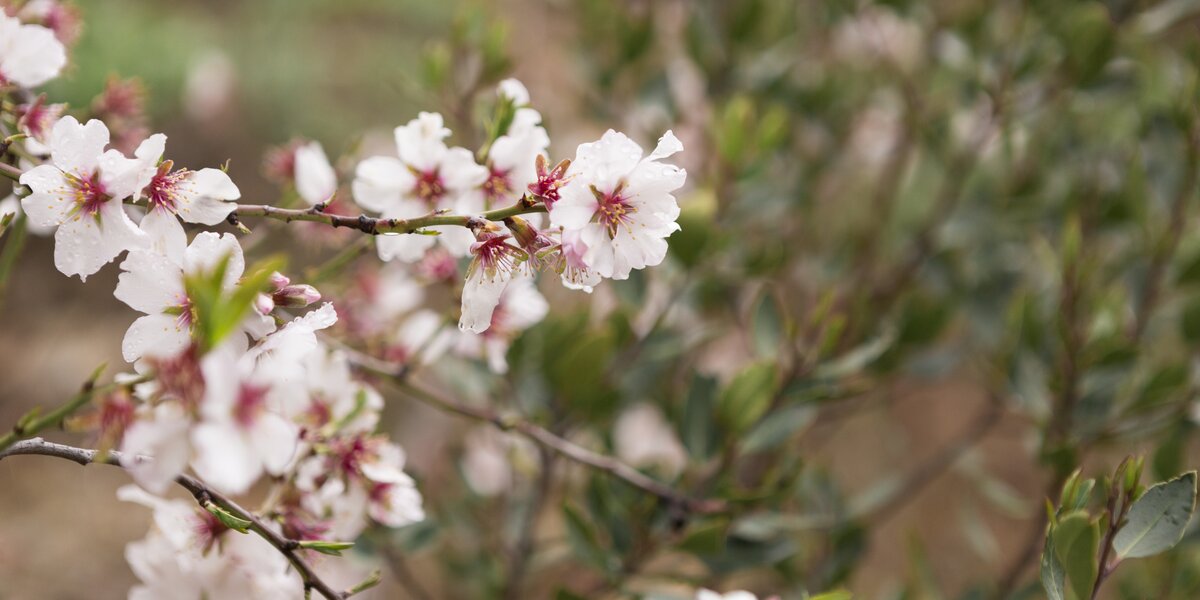 В «Аптекарском огороде» расцвела самая большая сакура