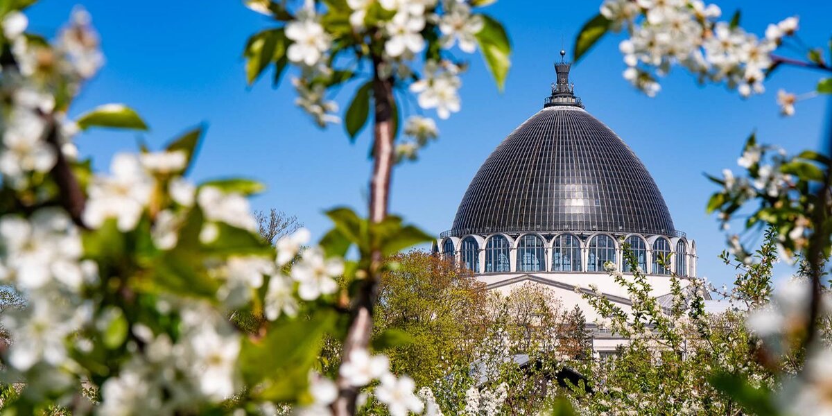 Календарь цветения 2026 в Москве: что сейчас цветет, карта цветения для аллергиков, береза и ольха
