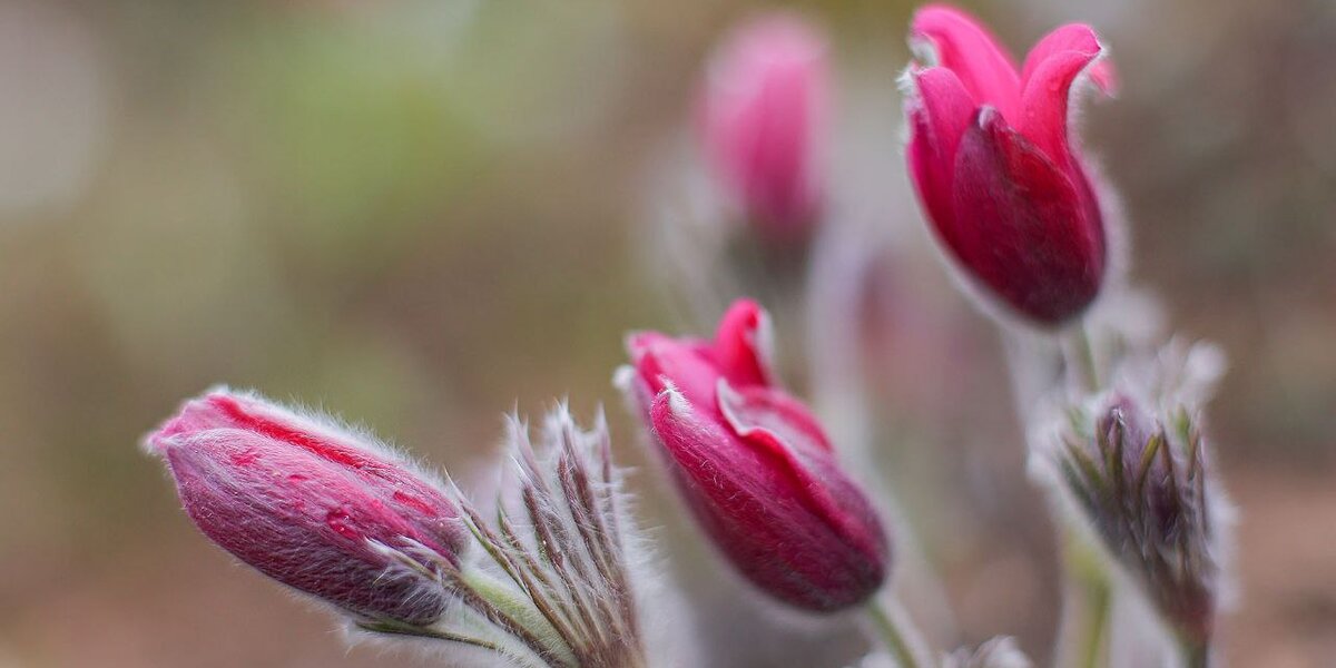 В «Аптекарском огороде» расцвел пасхальный цветок