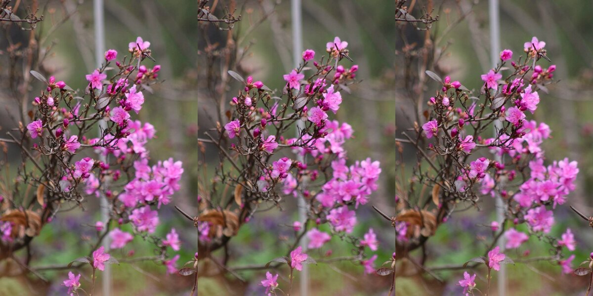 Цветение в Москве: в «Аптекарском огороде» распустился первый рододендрон