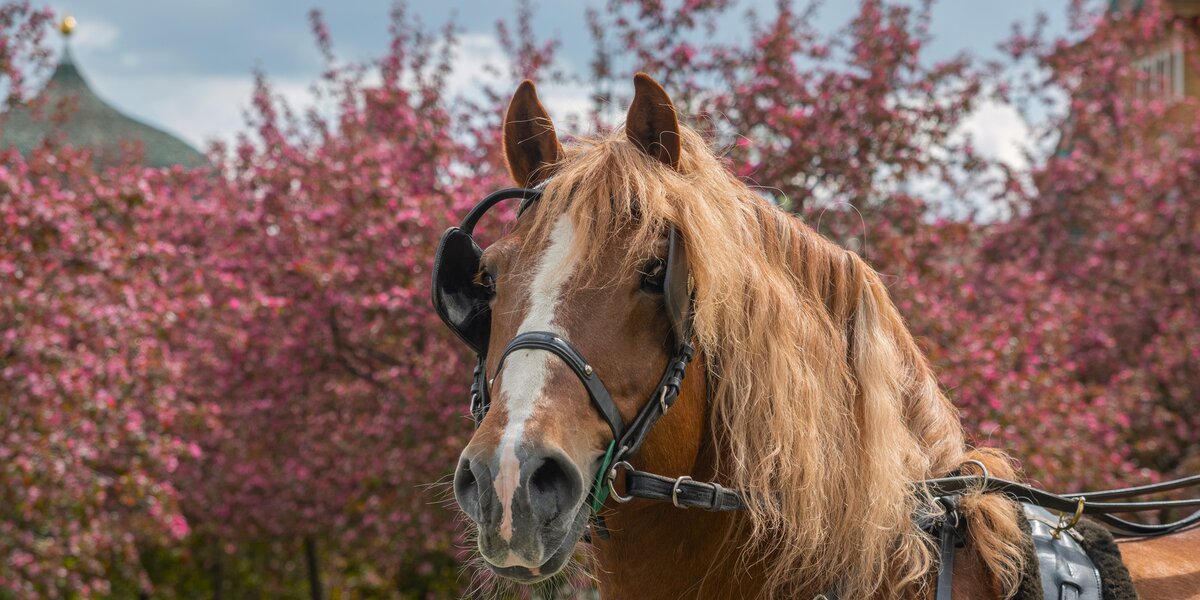 Конные прогулки в Москве стартовали в музее-заповеднике «Коломенское»