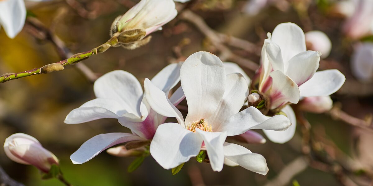 Первая магнолия расцвела в «Аптекарском огороде»