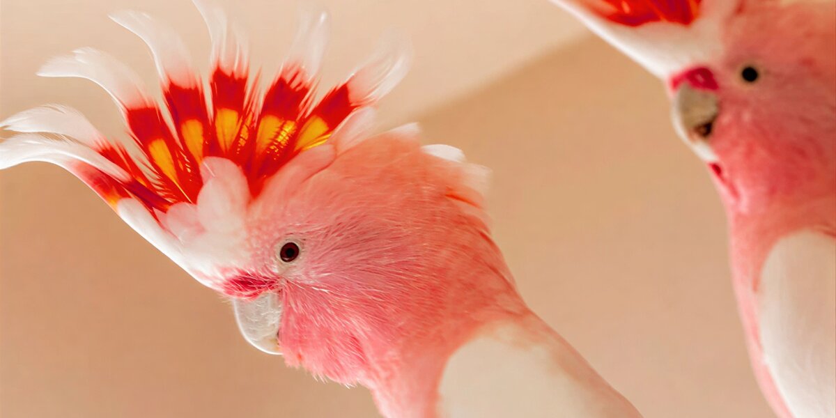 Редкие птицы поселились в Московском зоопарке