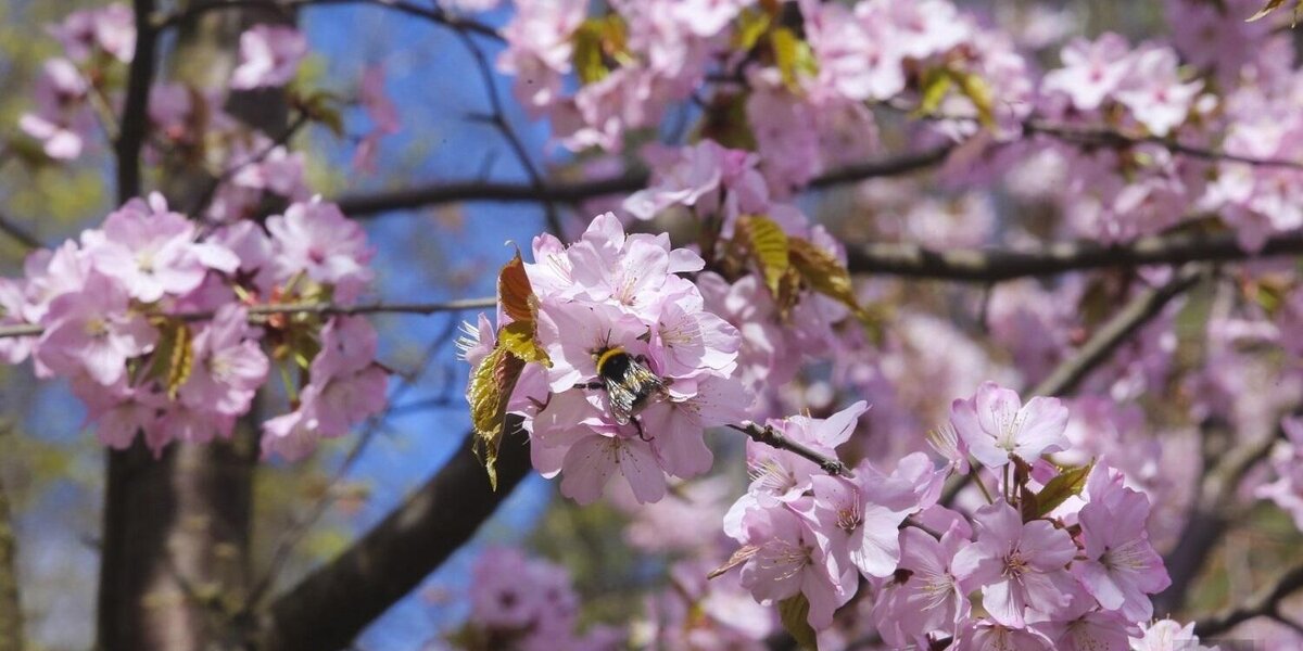 «Цветущая сакура» в Москве: новый фестиваль пройдет в Бирюлевском дендропарке