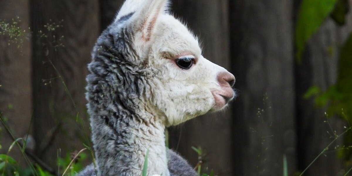 В Московском зоопарке родился детеныш альпака