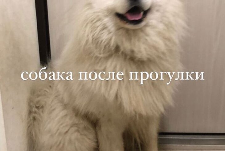 Московская собачья площадка: как понять, когда гулять