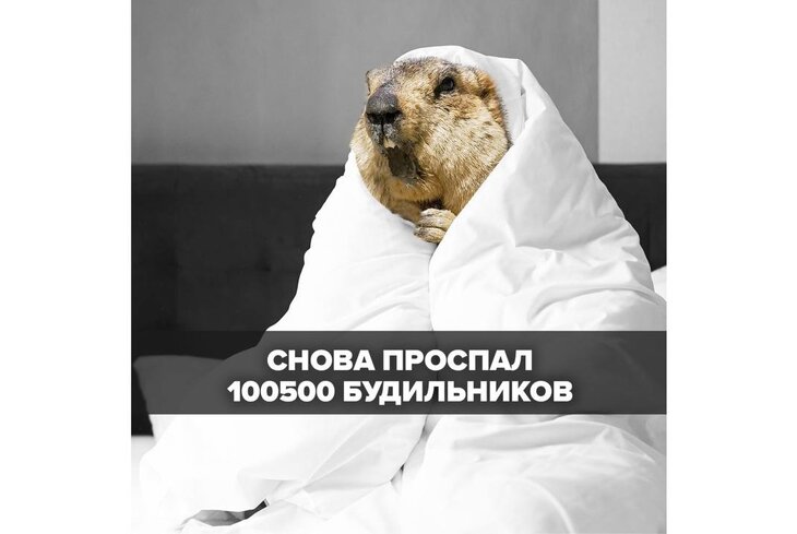 Снегодождь, пробки и будильники: посмотрите, как бы жили сурки, если бы были москвичами