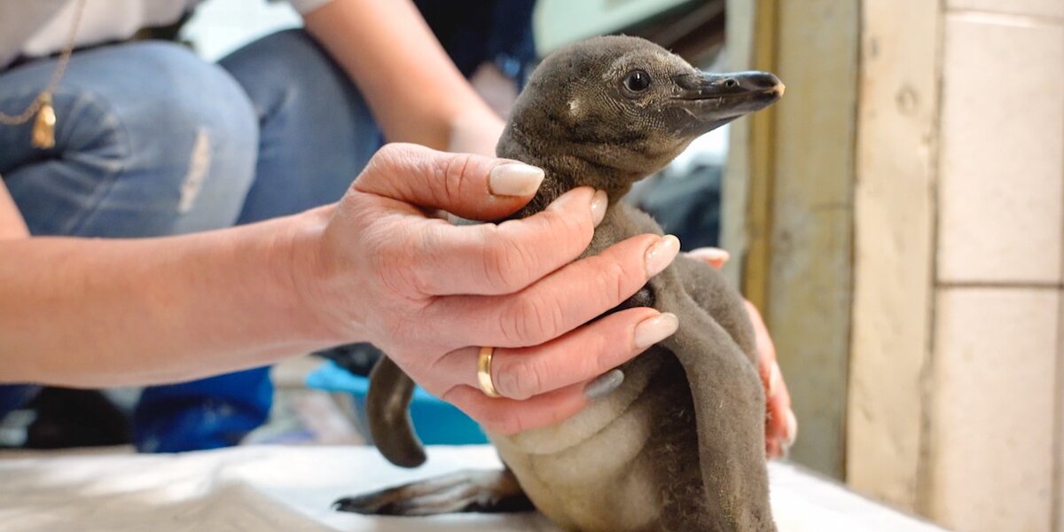 В Московском зоопарке появились на свет два птенца пингвинов Гумбольдта