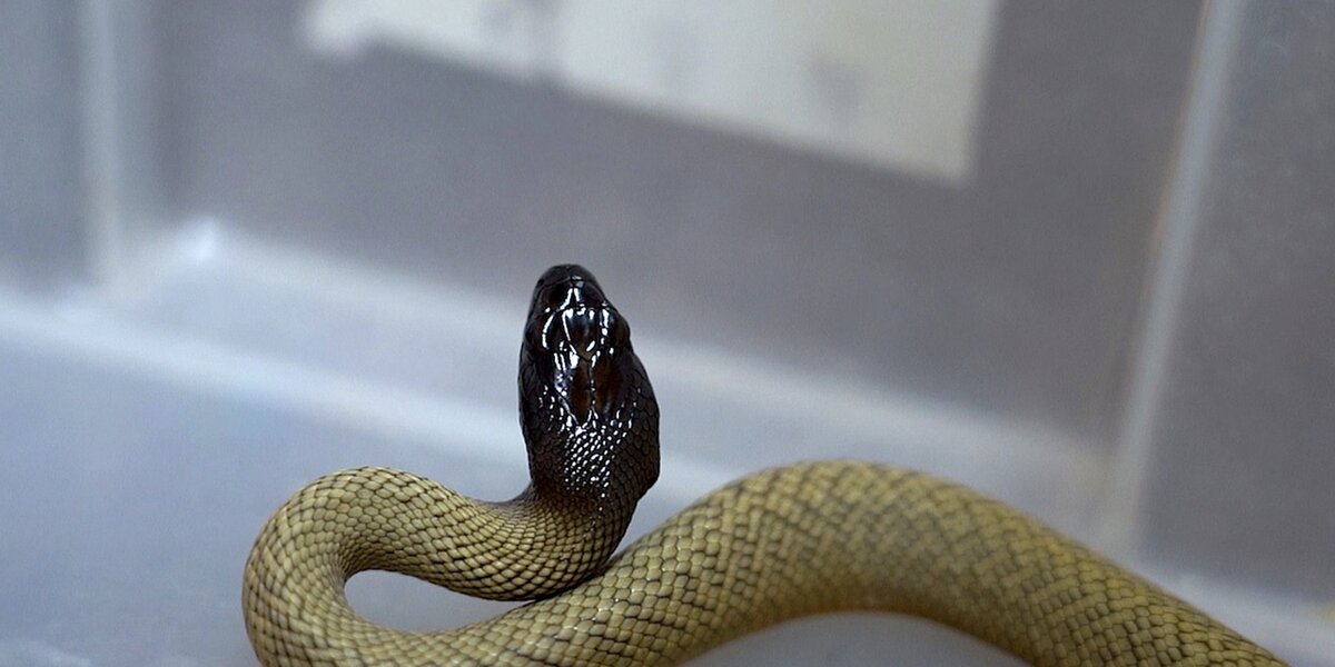 В Московском зоопарке появились на свет детеныши самых ядовитых сухопутных змей в мире