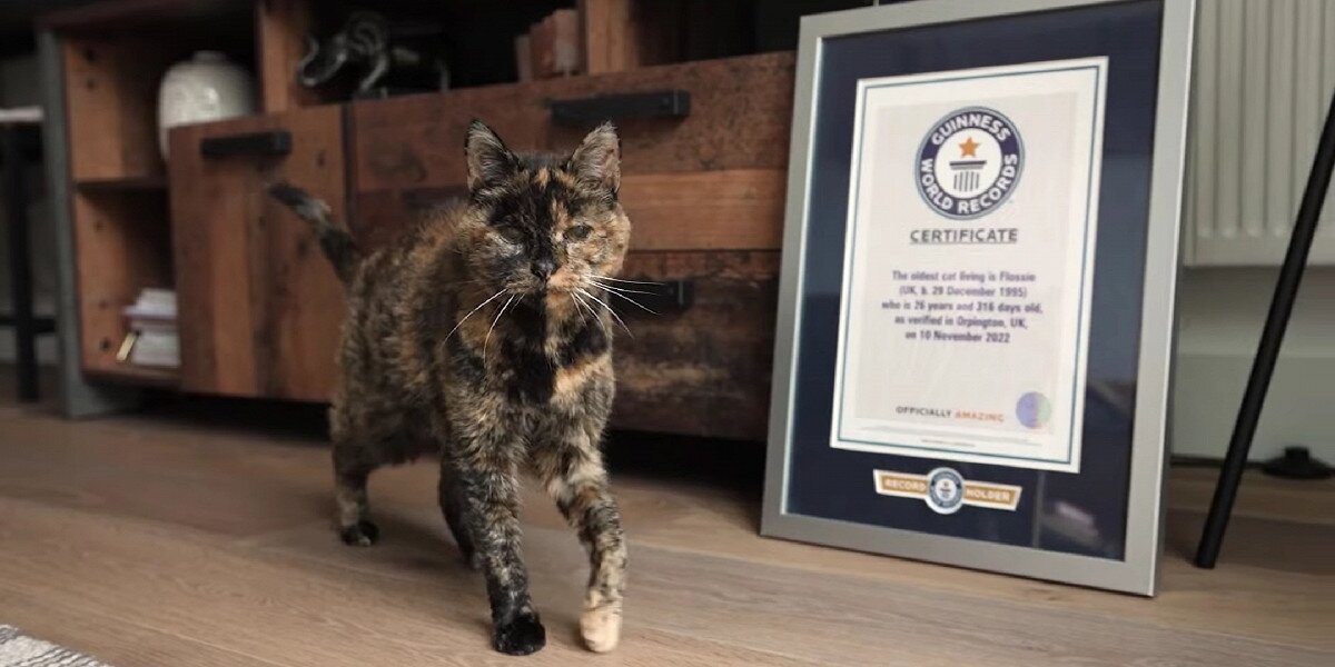 26-летняя кошка Флосси вошла в Книгу рекордов Гиннесса как самая старшая долгожительница