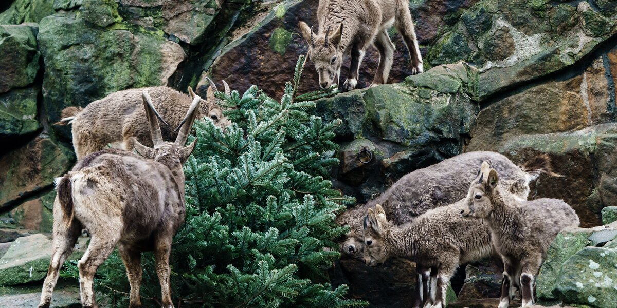 В Московском зоопарке начали принимать елки, сосны и пихты для животных