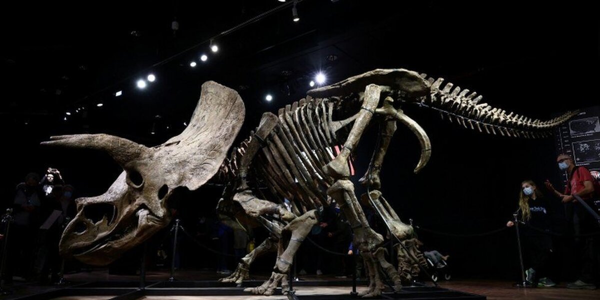 На аукционе продали самый большой в мире скелет трицератопса
