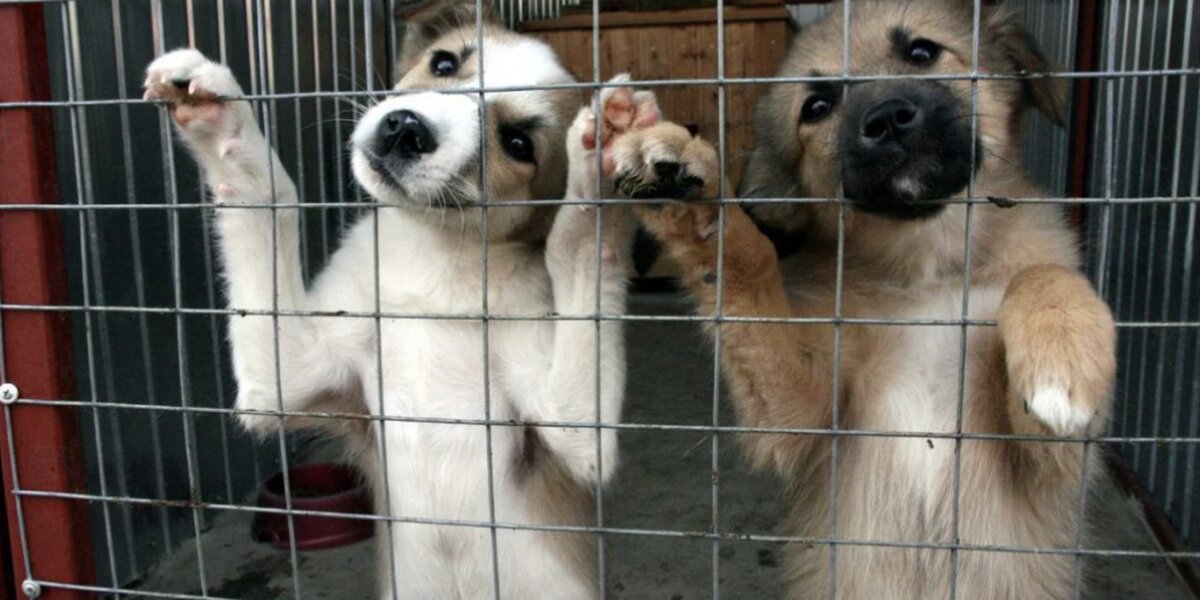В Москве для животных из приютов сделают онлайн-анкеты