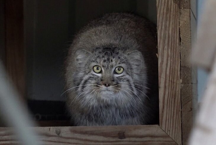 В Московский зоопарк привезли двух спасенных котят манула