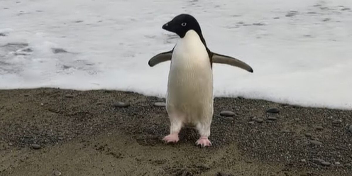 В Новую Зеландию из Антарктиды впервые за 30 лет приплыл пингвин