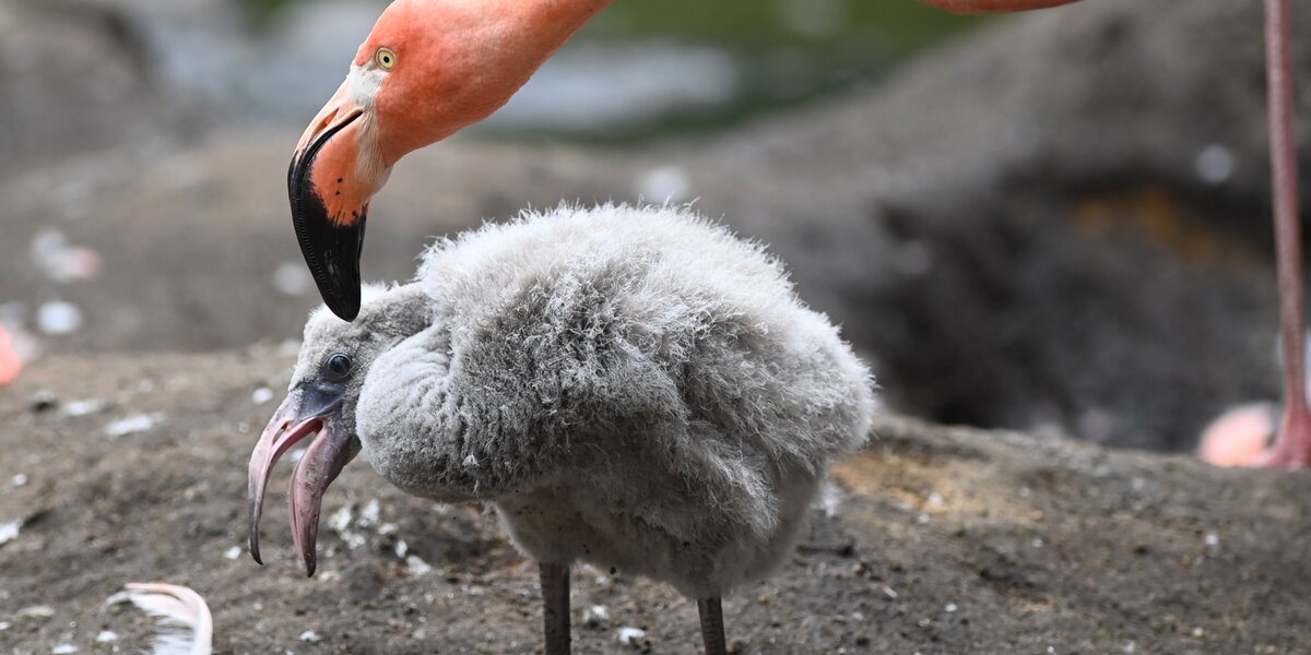 В Московском зоопарке родились пять птенцов фламинго