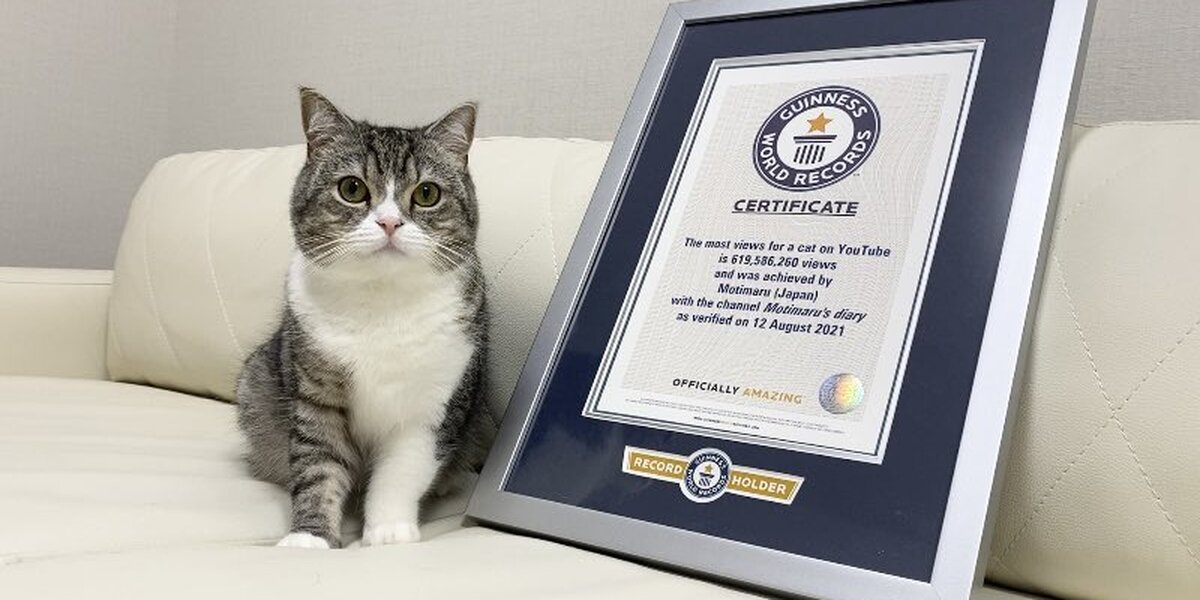 Кот из Японии набрал больше всех просмотров на YouTube и вошел в Книгу рекордов Гиннесса