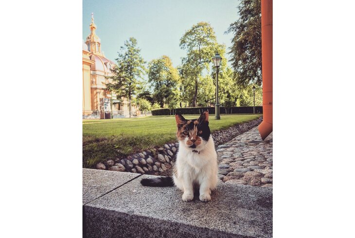 В Петербурге умерла хранительница Петропавловского собора — 21-летняя кошка Капитолина